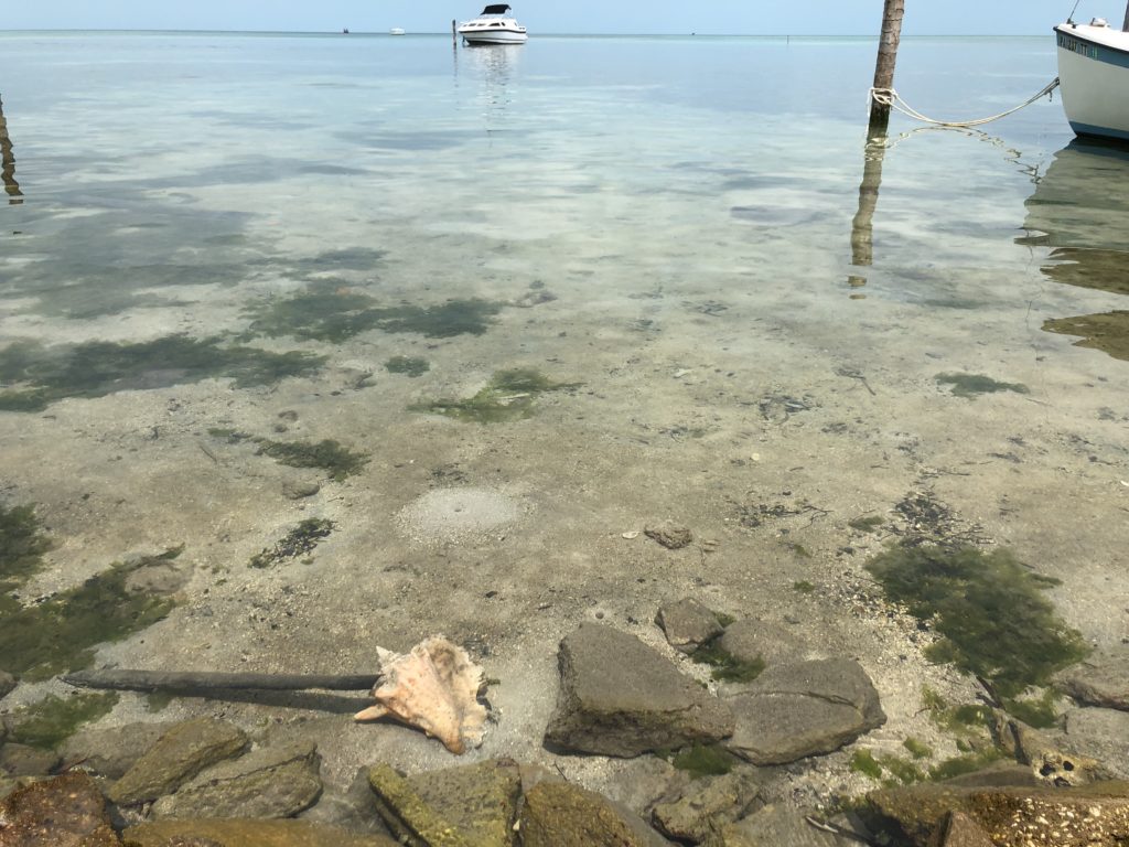WIld conch in crystal clear water